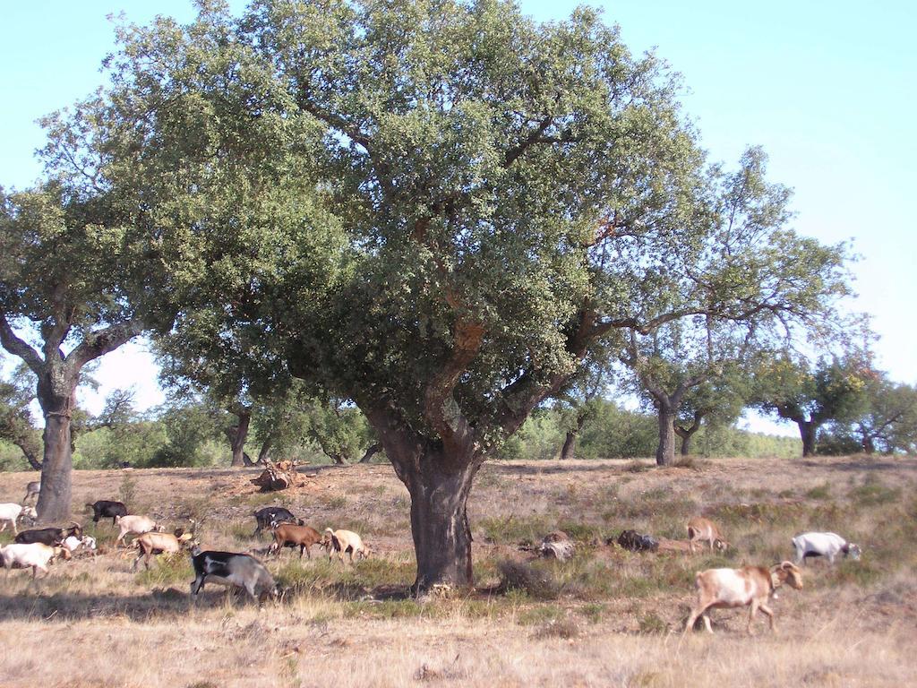 Casa Rural Sierra San Mamede La Codosera Buitenkant foto